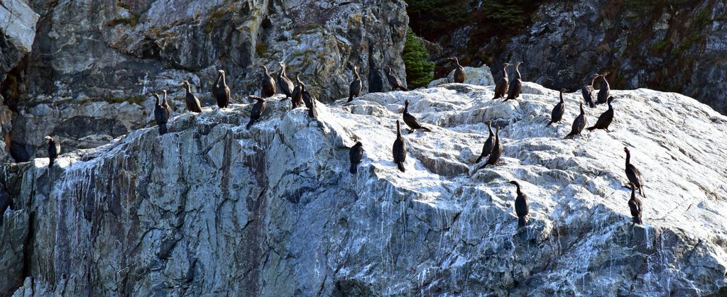 Die Vogelwelt der Inian-Inseln