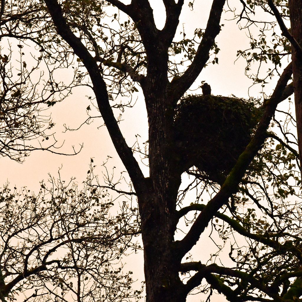 Ein kleiner Adler im Stikine River