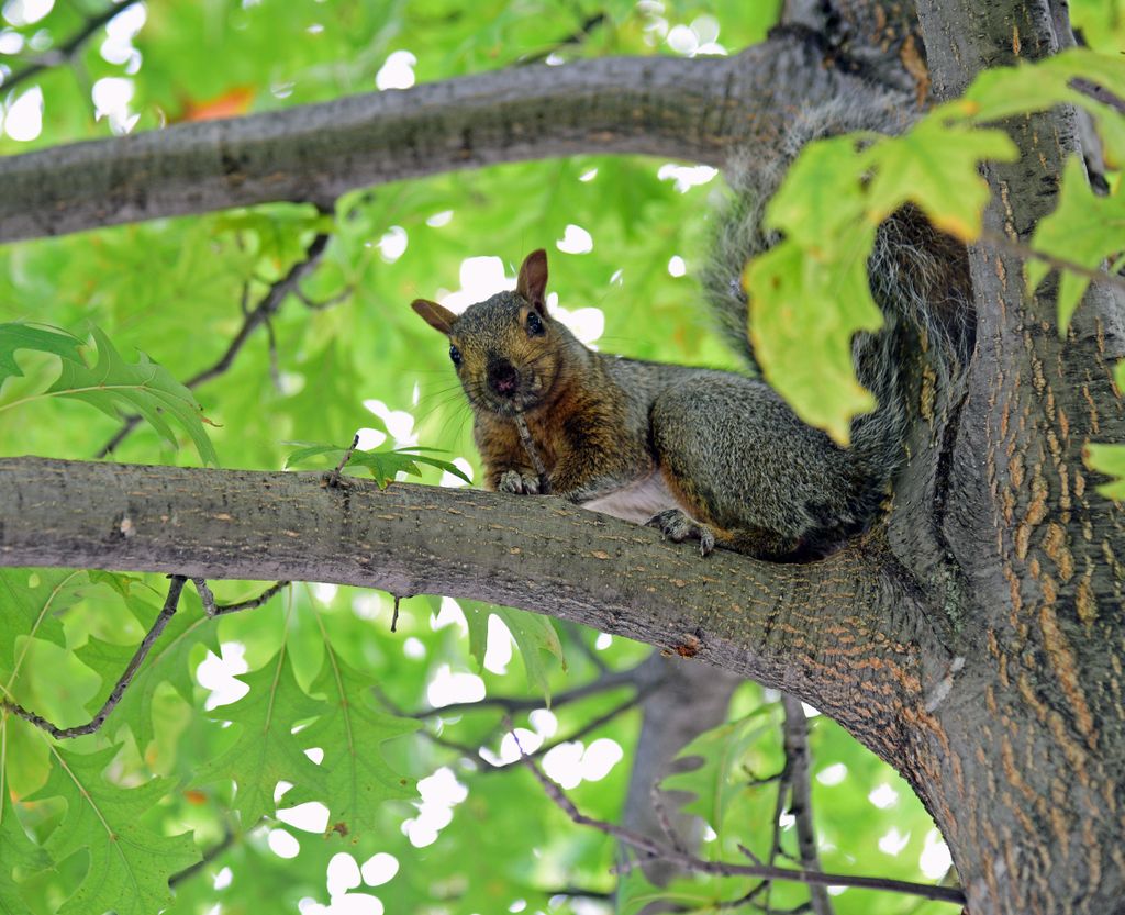 Ein wildes Eichhörnchen in Montréal