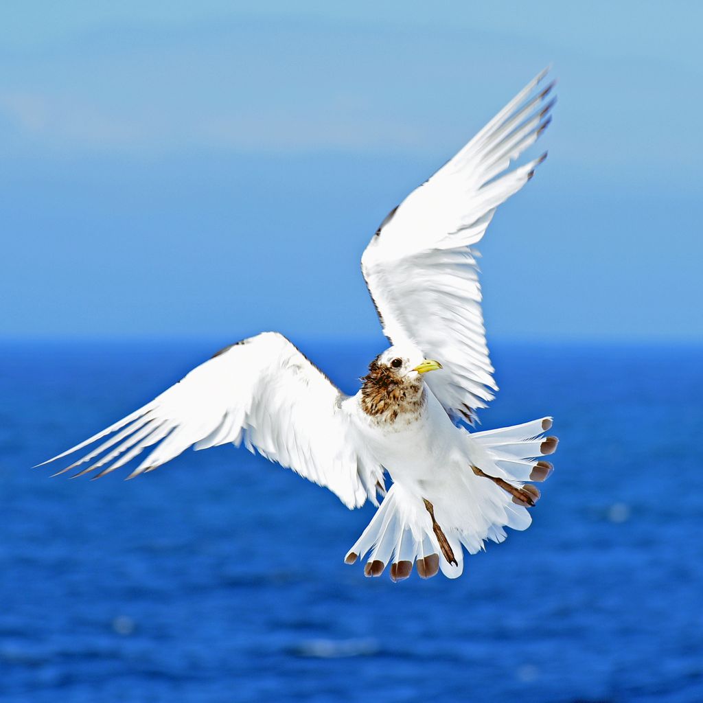 Vögel beobachten auf der Silversea Cloud