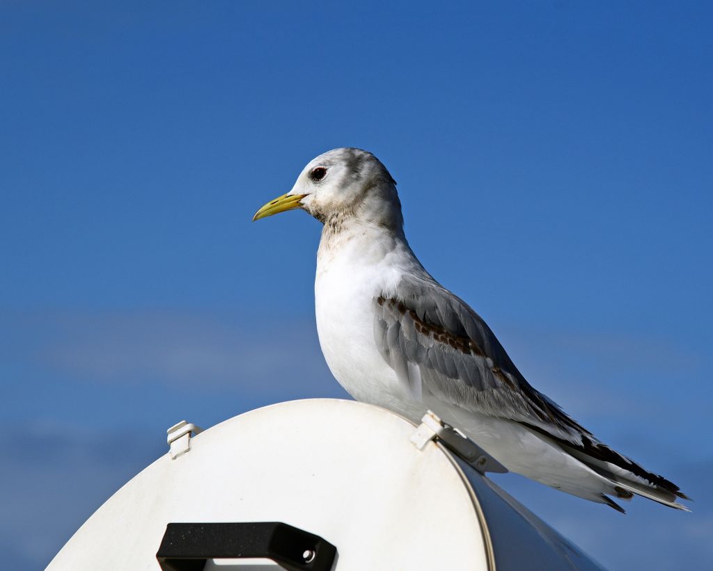 Vögel beobachten auf der Silversea Cloud