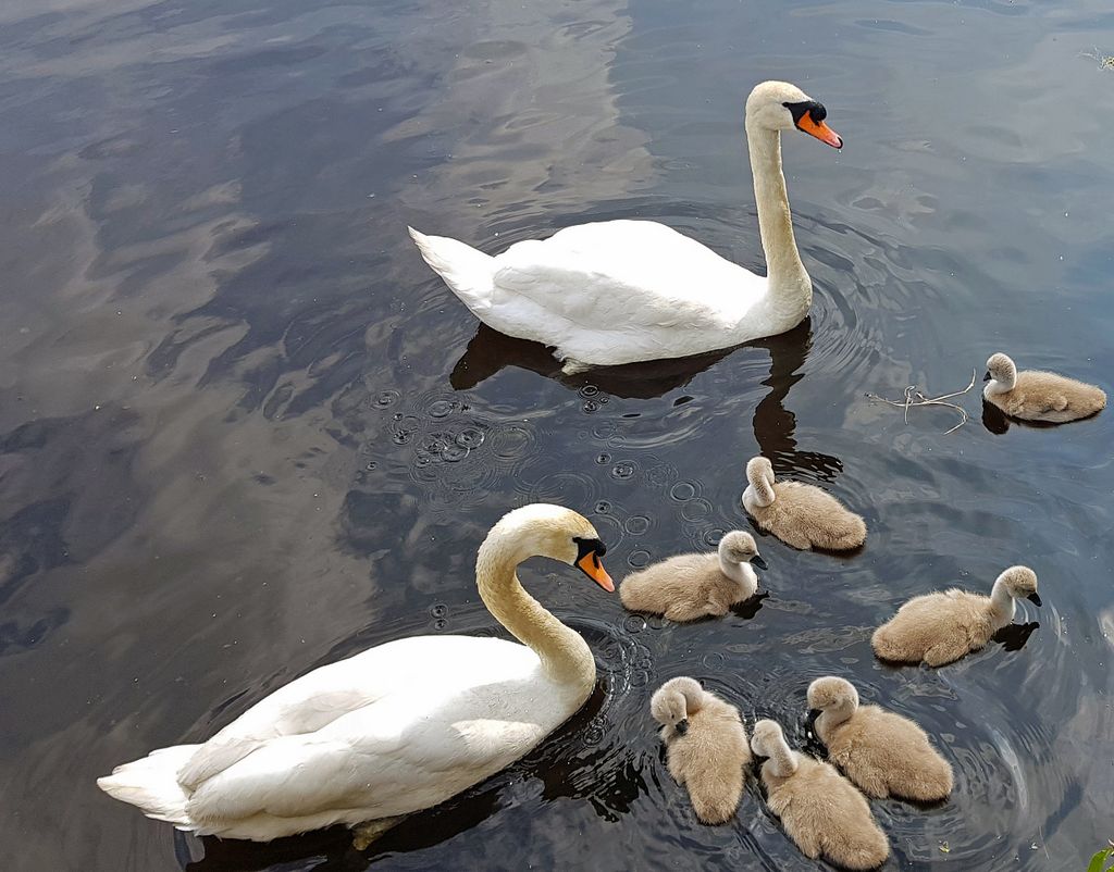 Eine Schwanenfamilie in Leith, Schottland