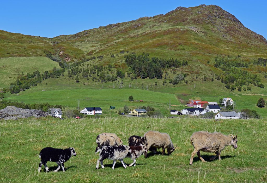 Schafe im Lofoten Viking Museum, Norwegen
