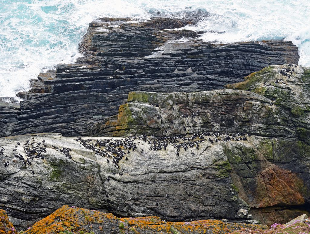 Das Sumburgh Head Cliff in Shetland, Schottland