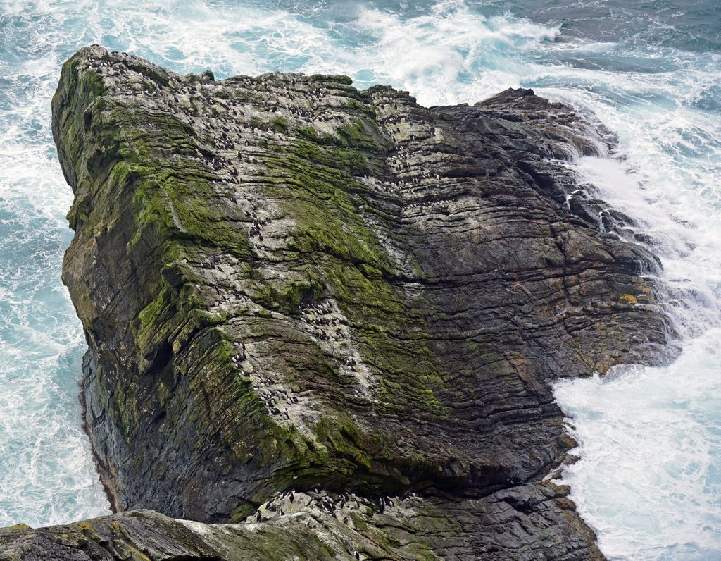 Das Sumburgh Head Cliff in Shetland, Schottland