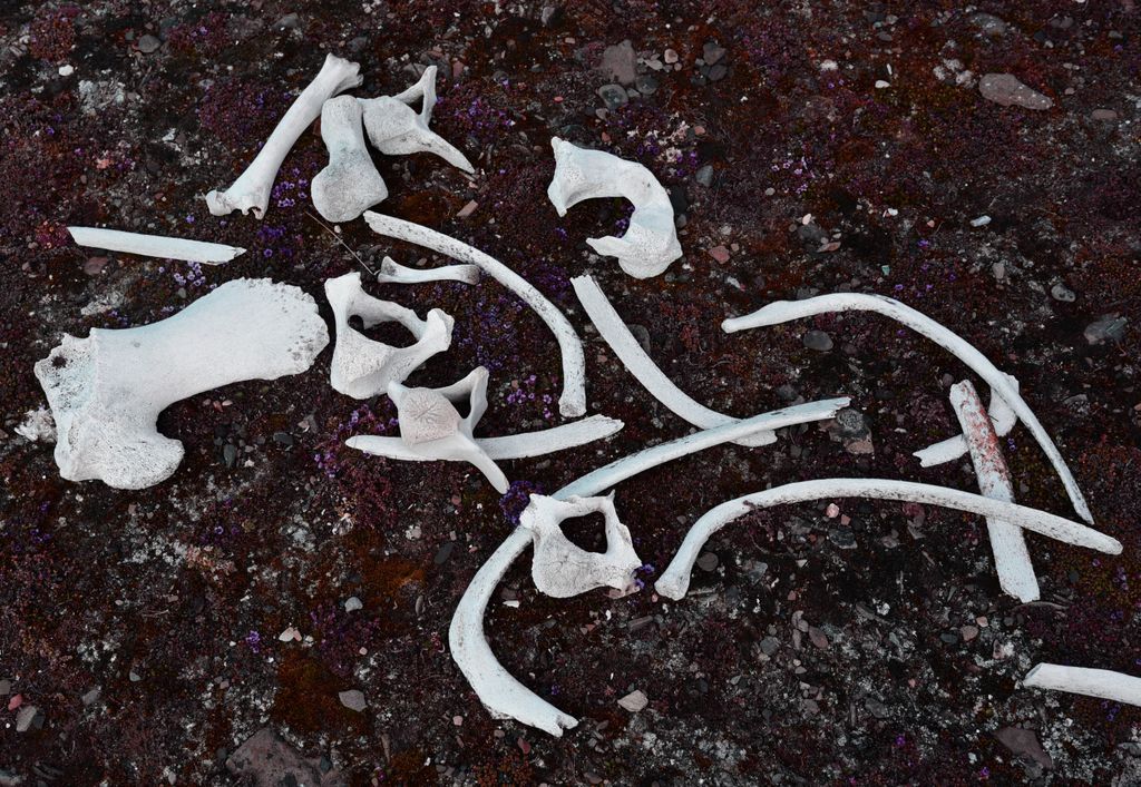 Knochen von Beluga-Walen auf Bamsebu, Spitzbergen