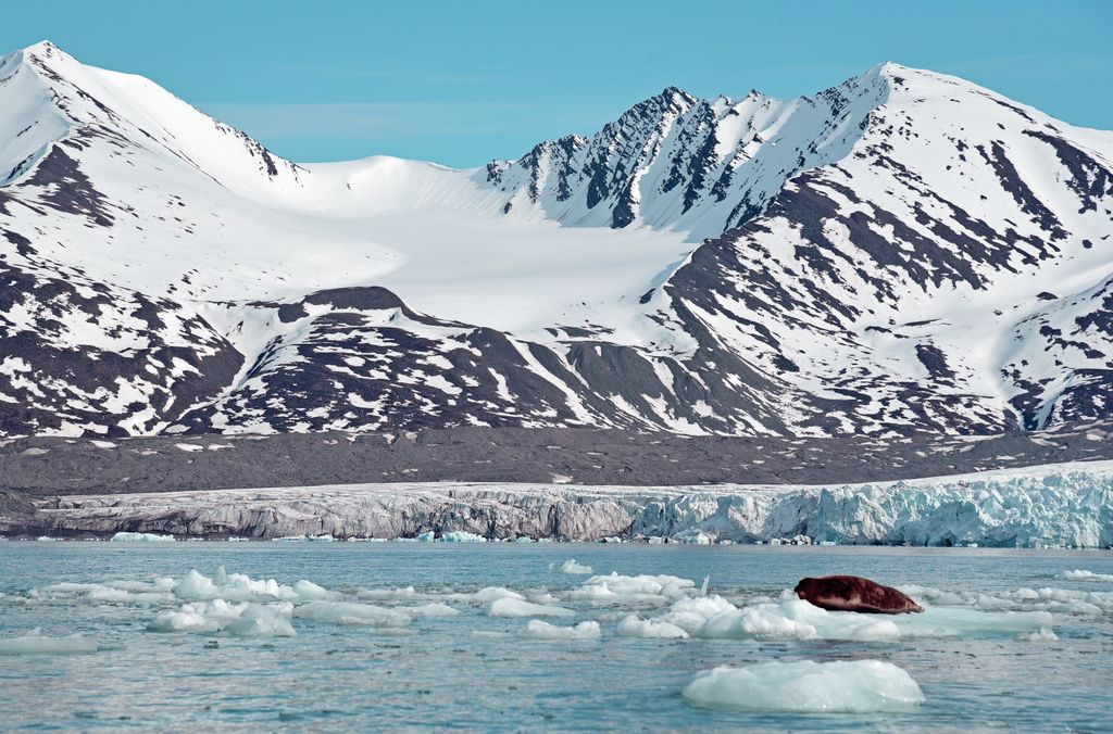 Ein Seehund im Woodfjorden, Spitzbergen