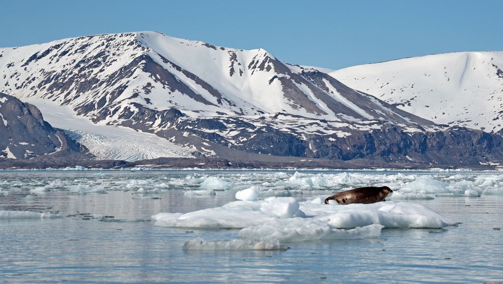 Ein Seehund im Woodfjorden, Spitzbergen