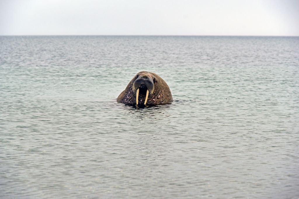 Seelöwe 1 auf Poolepynten, Spitzbergen