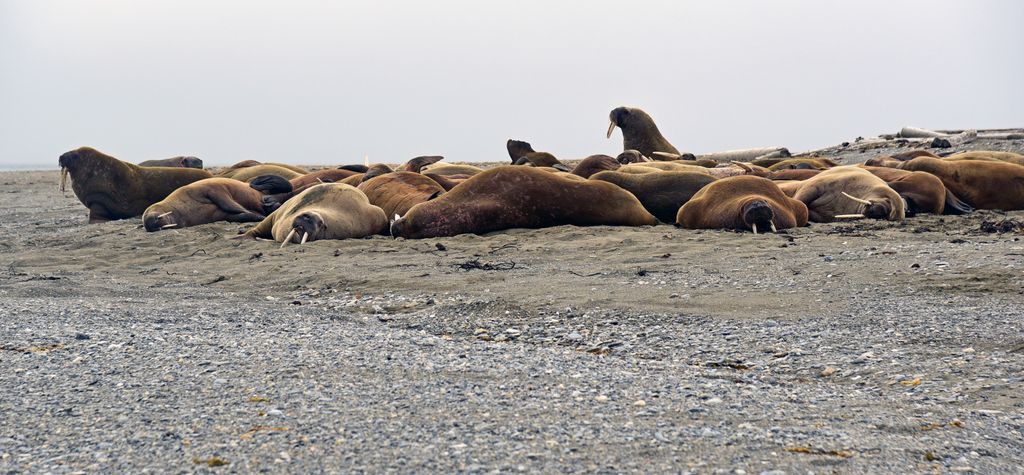 Walrosse auf Poolepynten, Spitzbergen