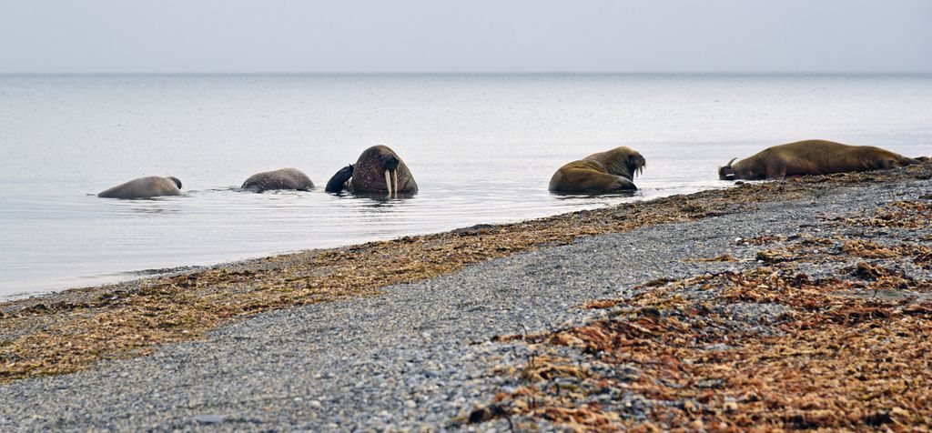 Poolepynten, Spitzbergen