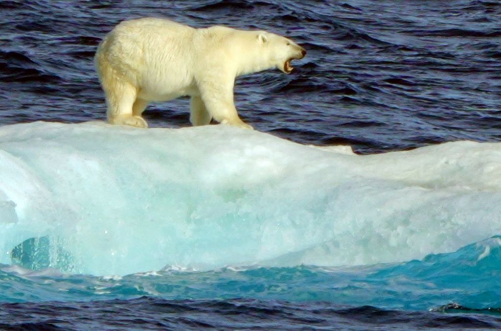 Ein Eisbär auf Eisscholle