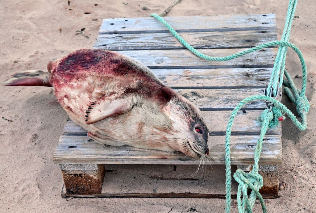 Erfolgreiche Robbenjagd auf Siorapaluk