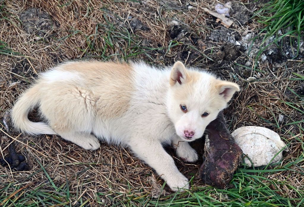 Mein neuer Freund in Siorapaluk