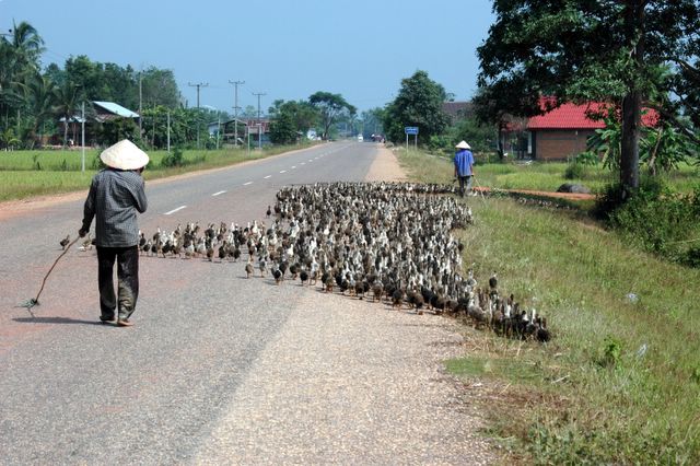 Nichts für Vogelgrippe-Scheue