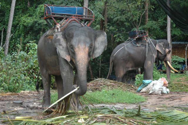 Mama und Papa Dumbo