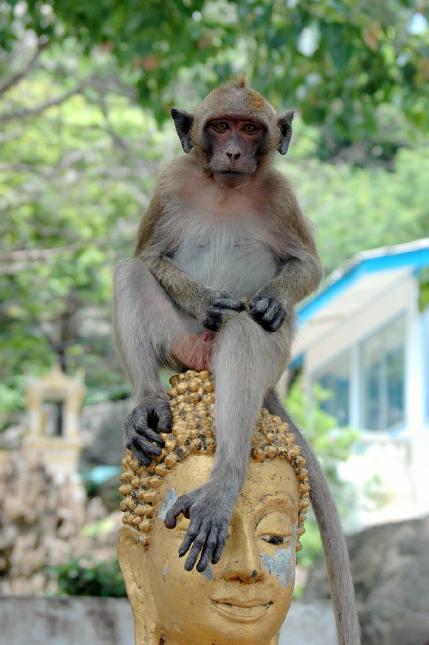 Tempelaffen in Hua Hin