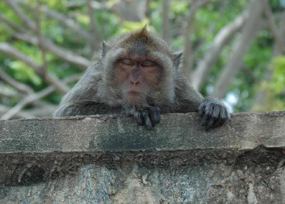 Tempelaffen in Hua Hin