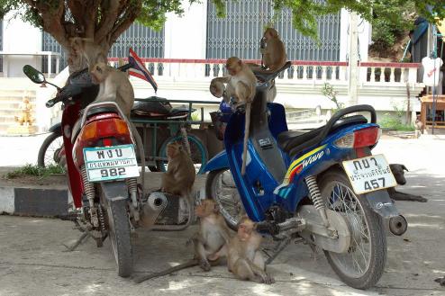 Tempelaffen in Hua Hin