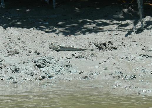 Ein Schlammspringer (Fisch der auch außerhalb des Wasser existieren kann)