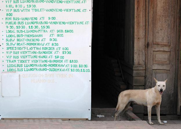 Hundi vor Reisebüro