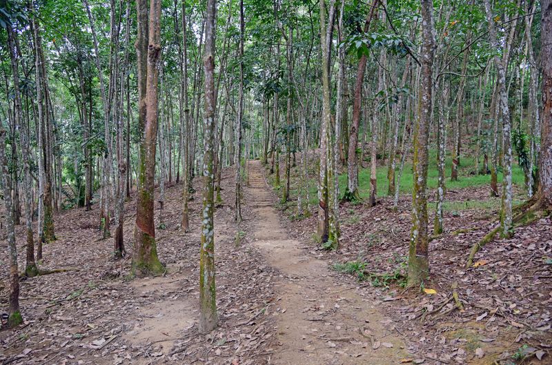 Wanderweg in Gunung Leuser Nationalpark