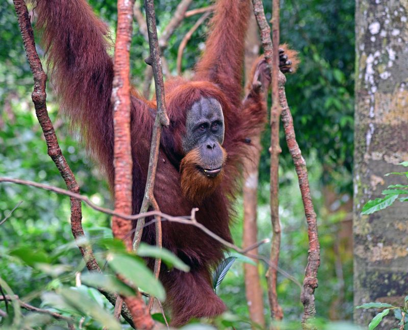 Ein Orang-Utan im Gunung Leuser Nationalpark