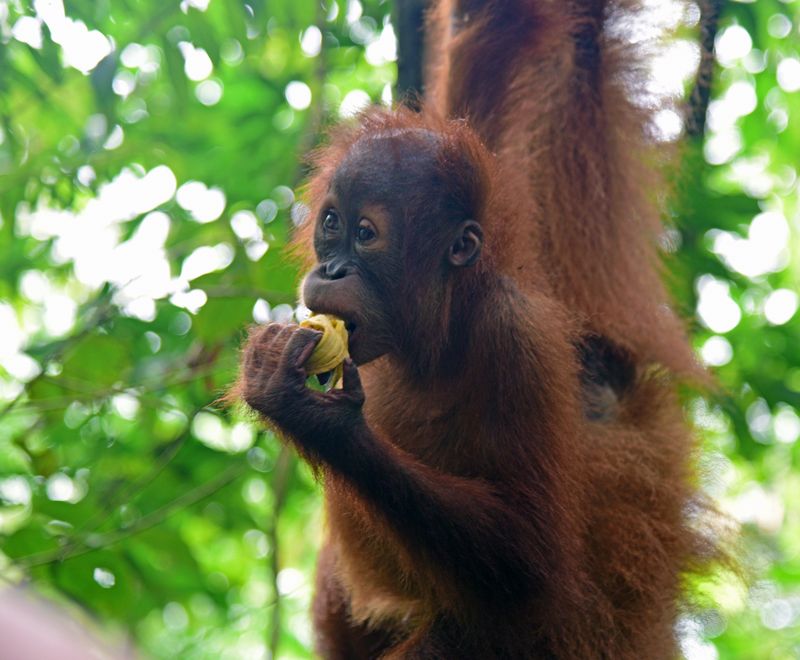 Orang-Utan Junior im Gunung Leuser Nationalpark