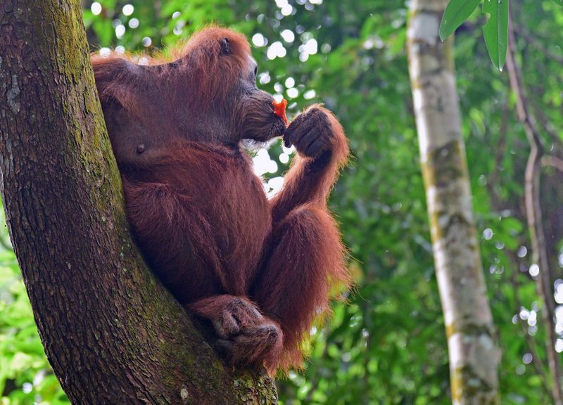 Ein Orang-Utan im Gunung Leuser Nationalpark