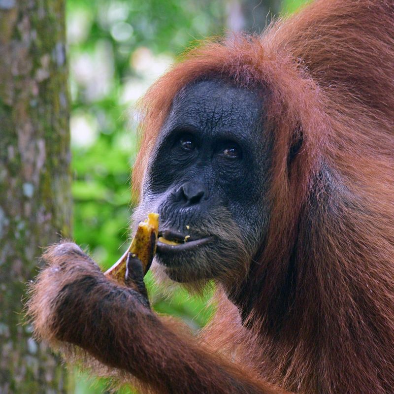 Ein Orang-Utan im Gunung Leuser Nationalpark