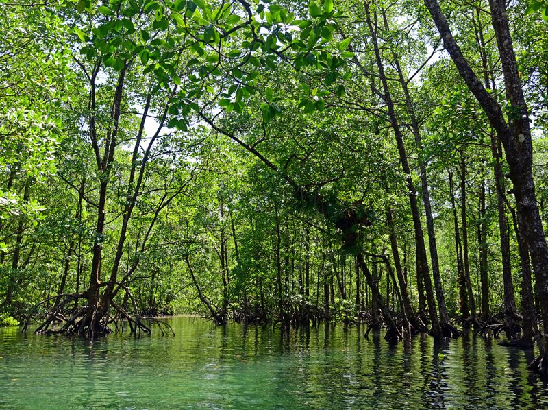 Mangroven im Lampi Channel