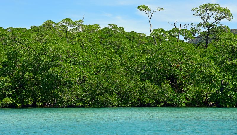 Mangroven im Lampi Channel