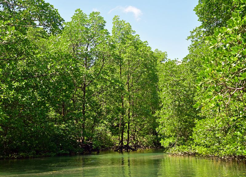 Mangroven im Lampi Channel