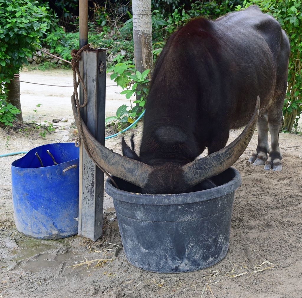 Ein Wasserbüffel auf der Insel Taketomi