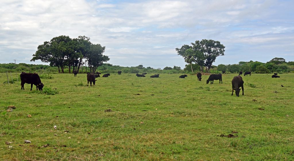 Unterwegs auf der Insel Taketomi