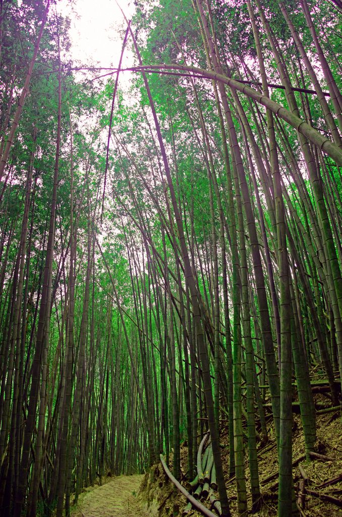 Der Bambuswald der Bo Zho Villa in Sanyi