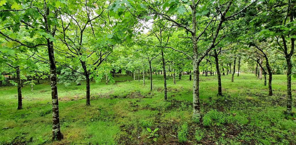 Ein Park auf Pico