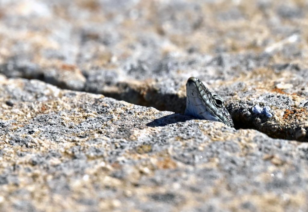 Ein kleiner Freund auf Porto Santo