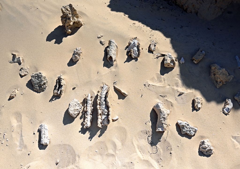 Versteinerungen bei den Dunas auf Porto Santo