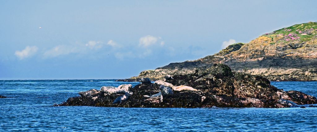 Seehunde auf der Calf of Man