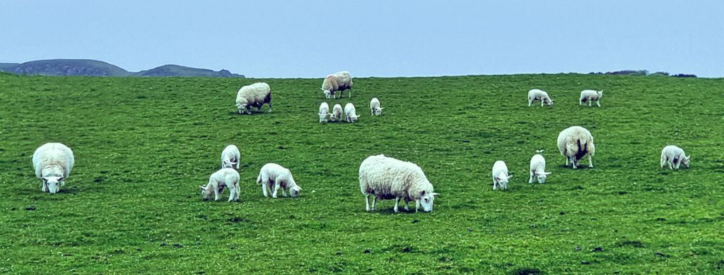 Schafherde auf der Isle of Canna