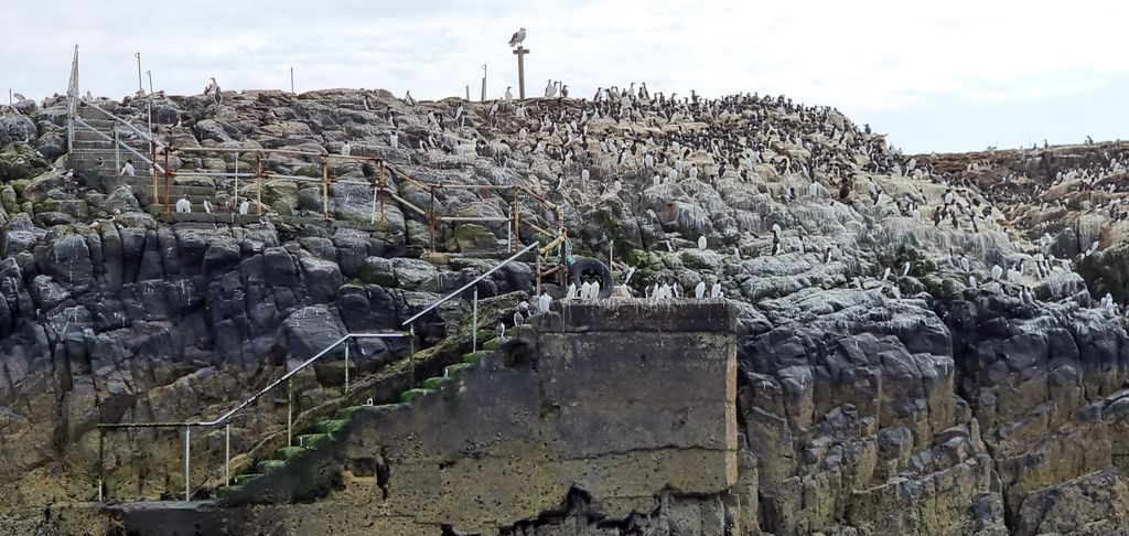 Die Anlegestelle zu den Farne Islands