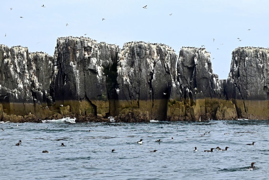 Eine der Farne Islands