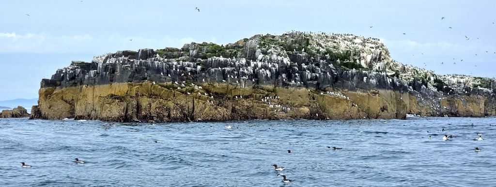 Ausblick auf eine der Farne Islands