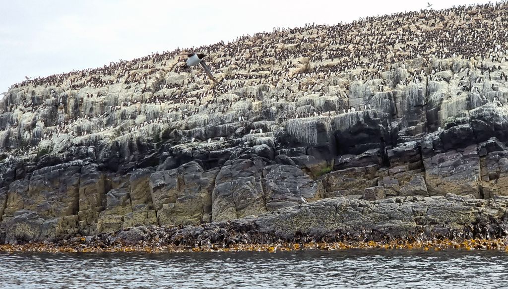 Blick auf die Farne Islands