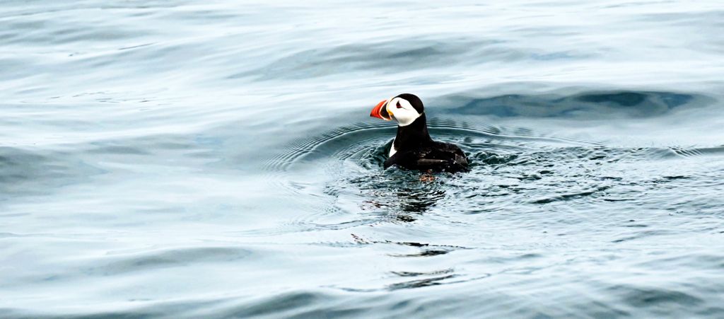 Ein Papageientaucher in der Nähe der Farne Islands