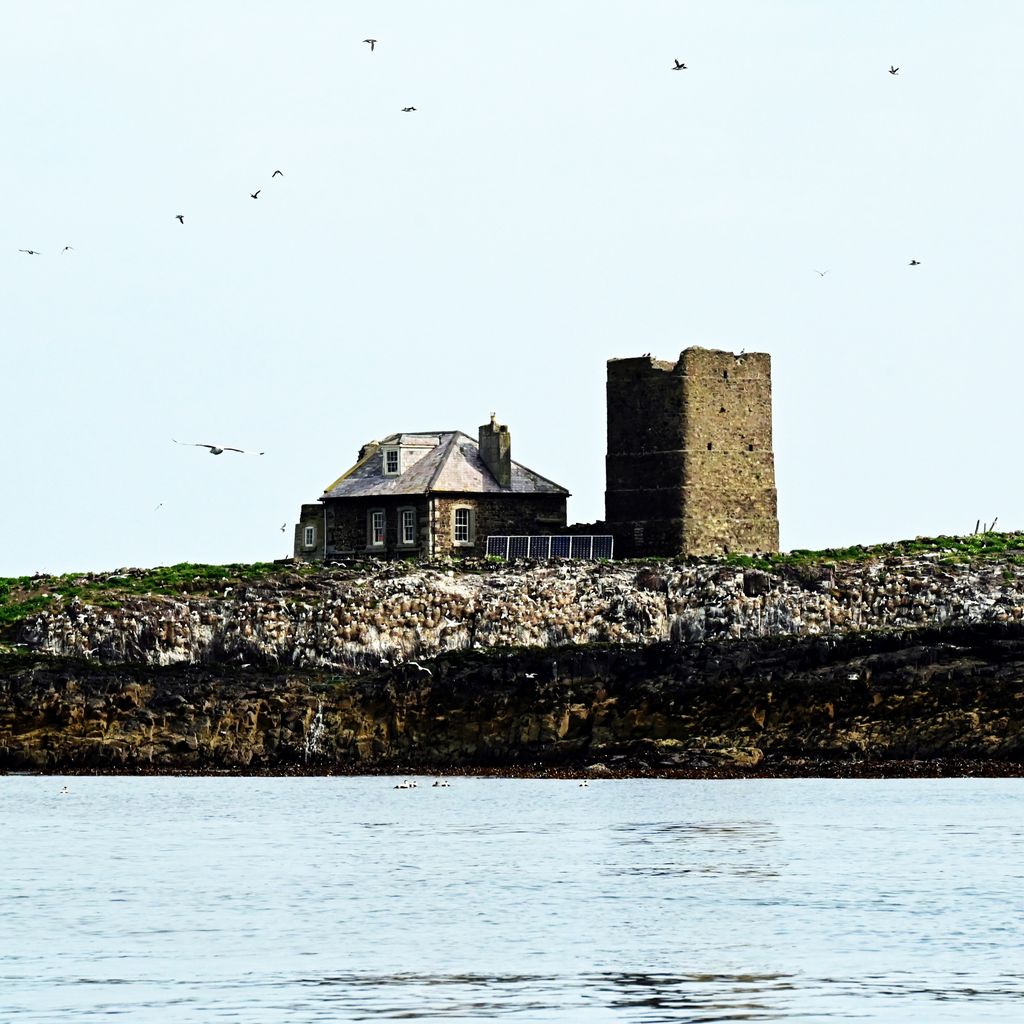 Der Peleturm auf den Farne Islands