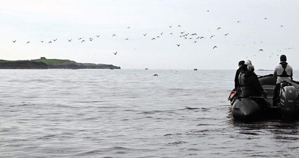 Mit dem Zodiac Richtung Farne Islands