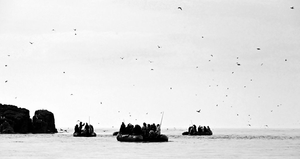 Mit dem Zodiac in der Nähe der Farne Islands