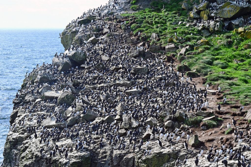 Blick auf unendlich viele Vögel auf Lunga